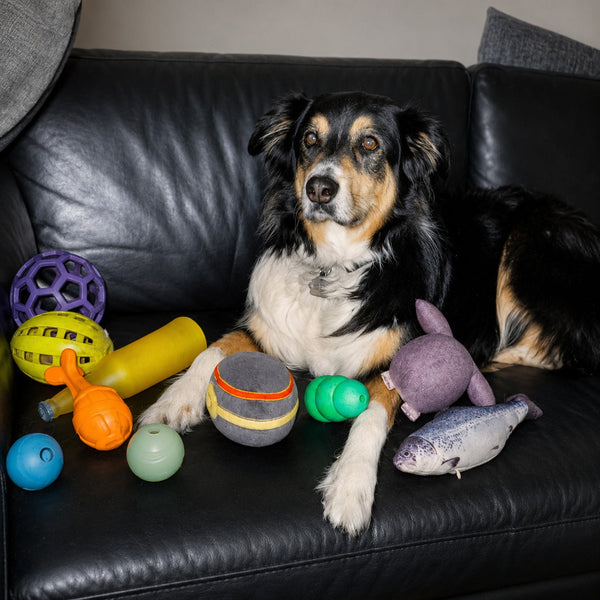 Toys & Chews