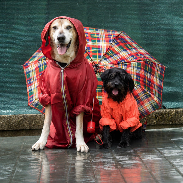 Pet Clothing & Accessories