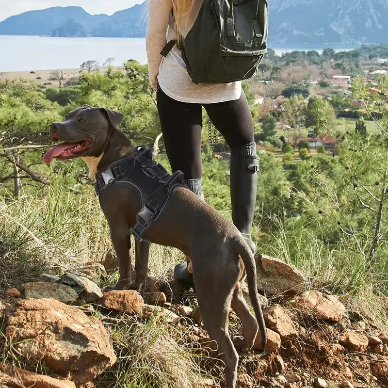 No-Pull Adjustable Dog Harness With Locator Cover