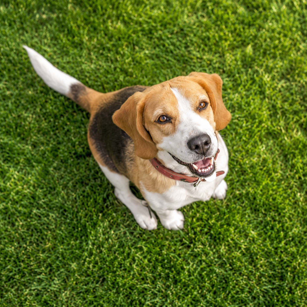 A beagle dog sitting on green grass, wearing a reddish-brown collar and looking up toward the camera.