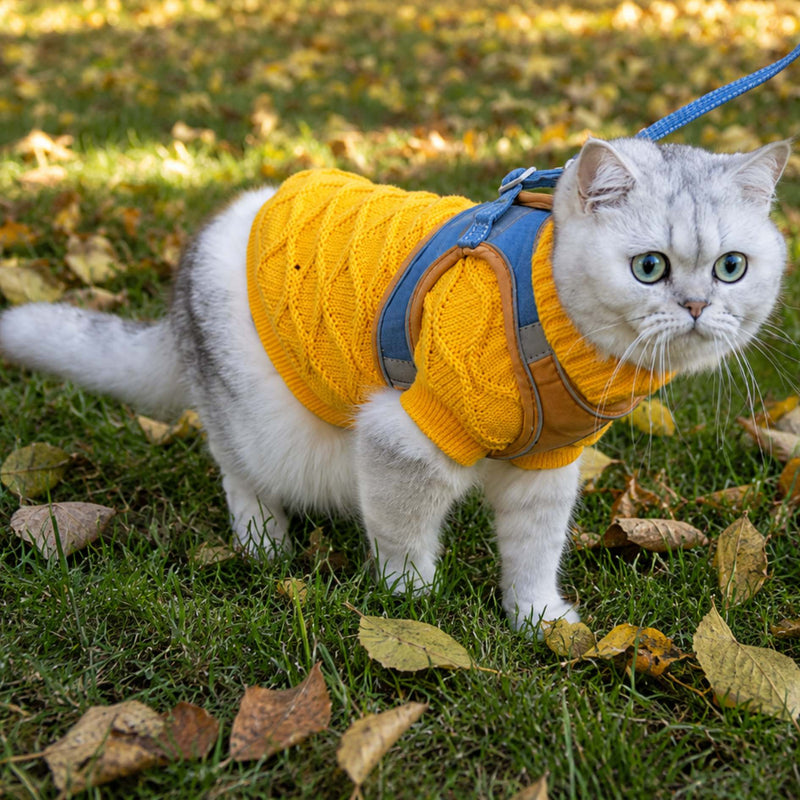 A white cat wearing a yellow cable-knit pet sweater and blue harness outdoors on grass with scattered autumn leaves.