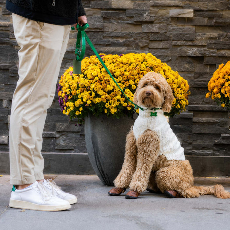 A fluffy light brown dog wearing a white sweater and a green collar sits on a stone wall between large black planters filled with yellow flowers. A person in beige pants and white sneakers is standing on the left holding a green leash.