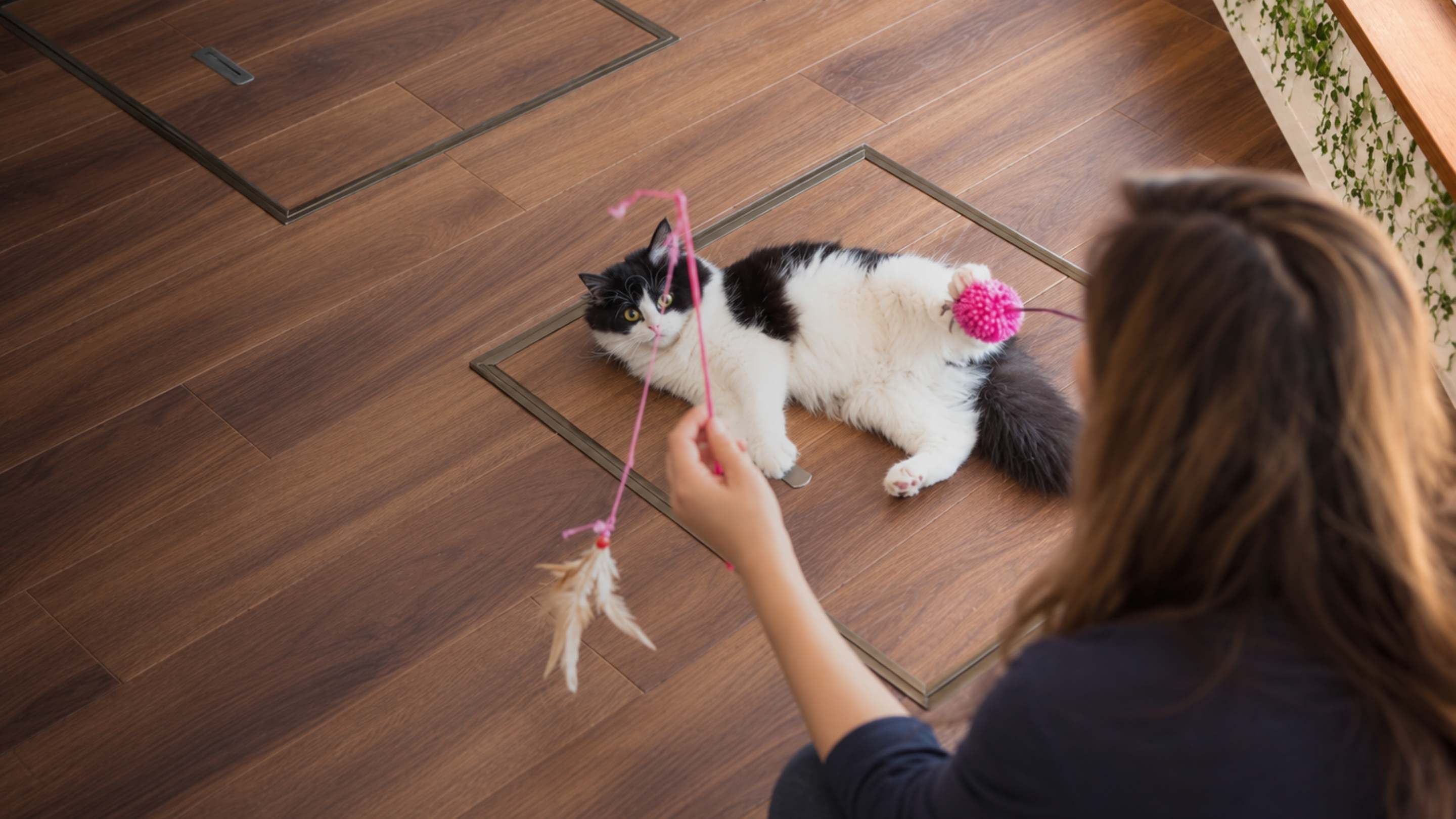 A woman plays with a black and white cat on a wooden floor using a pink feather wand toy.