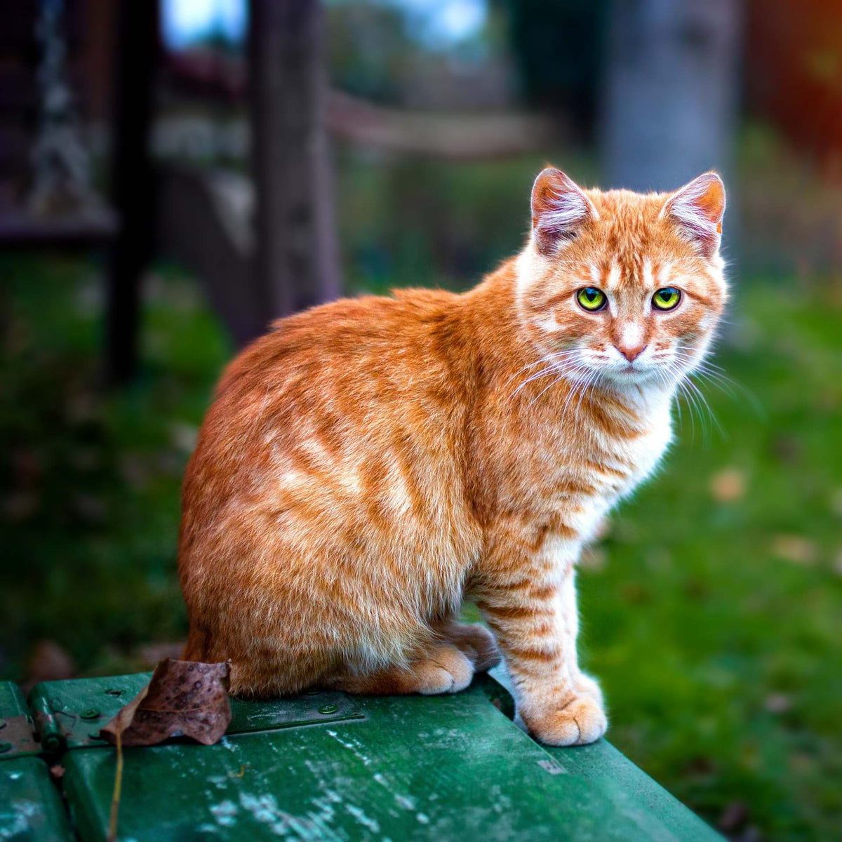 An orange tabby cat with green eyes sitting on a weathered green metal surface in an outdoor garden setting.